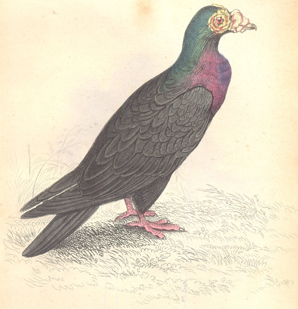 BIRDS.Columba Livia,Var,Turcica.Original hand colouring.Prideaux John Selby 1835